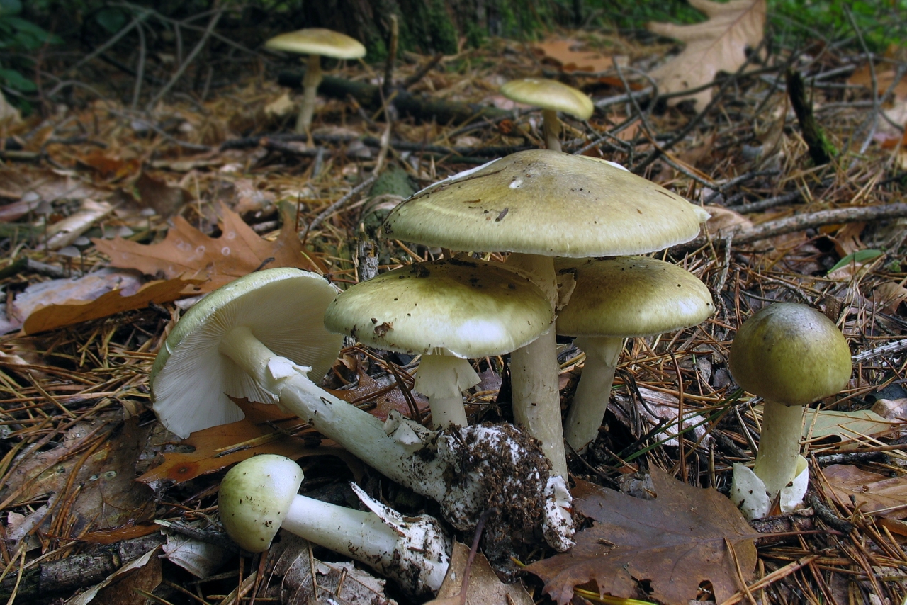 Amanita phalloides гриб
