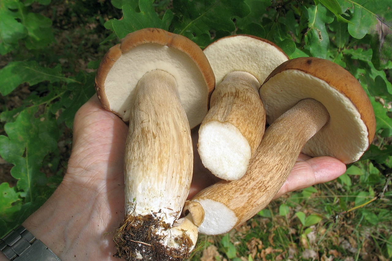 Белый гриб трубчатый