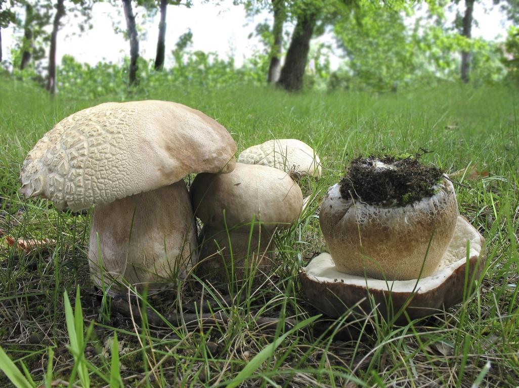 Белый гриб дубовый (Boletus reticulatus) Автор: Валерий Афанасьев