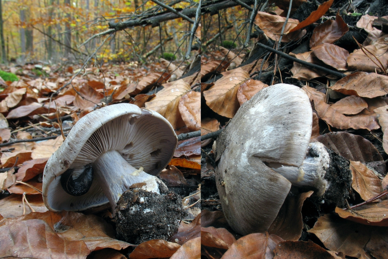 Серый пластинчатый гриб