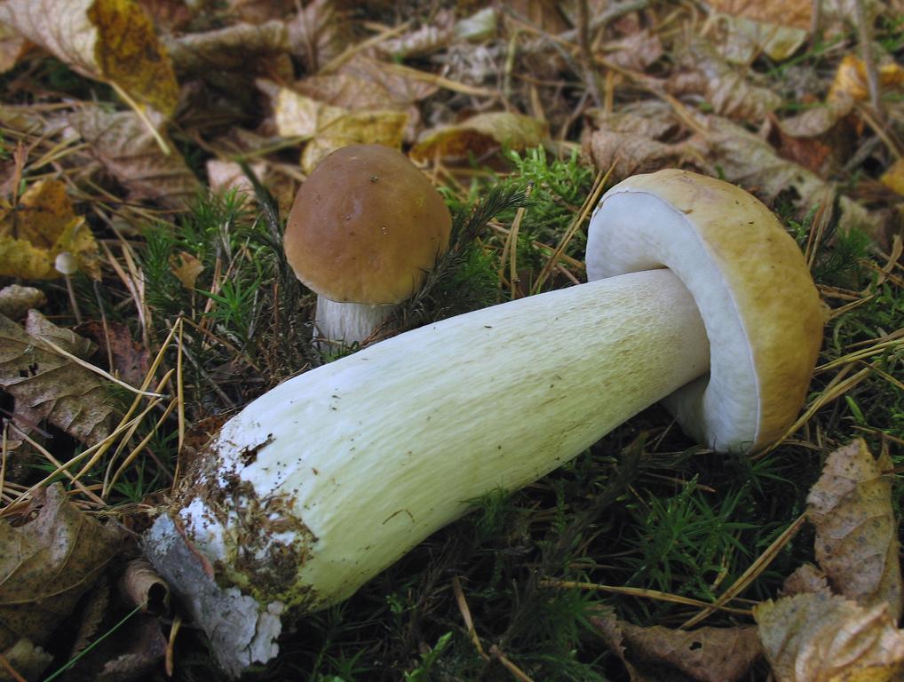 Белый гриб (Boletus edulis) Автор: Валерий Афанасьев
