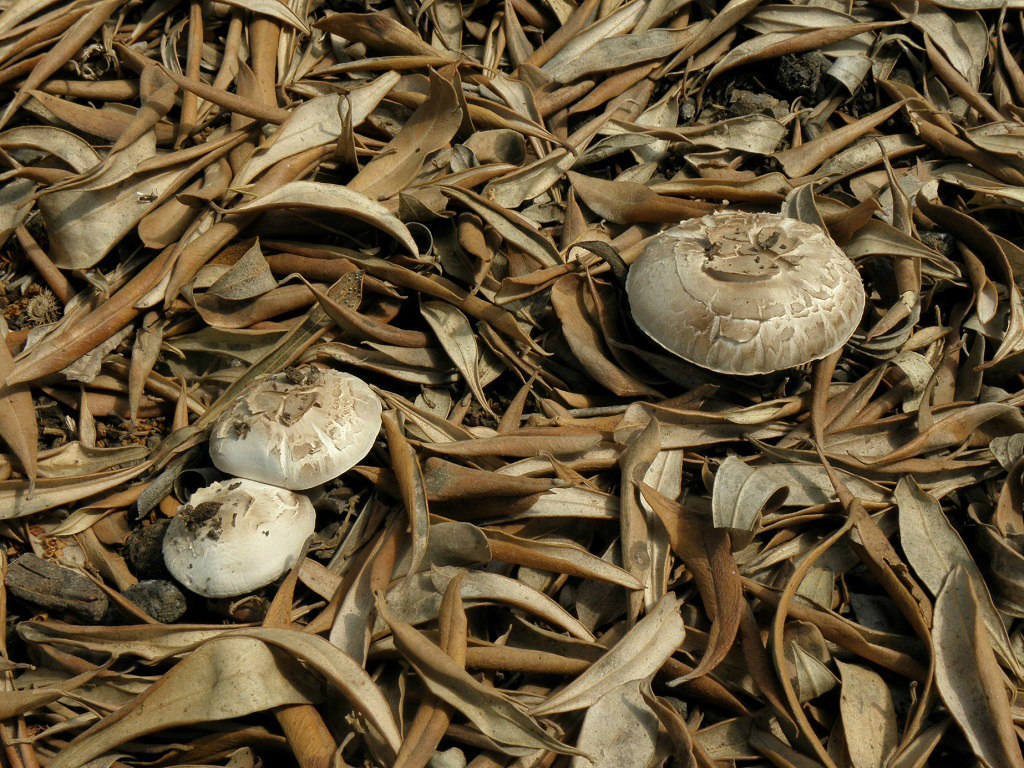 Эти грибы можно найти в парках и садах центральной части Израиля в октябре- ноябре месяце каждый год. Это один из видов Шампиньонов, которые совсем не меняют цвет при разрезании. Так же не имеют какого-то определённого запаха. Автор фото: Александр Гибхин