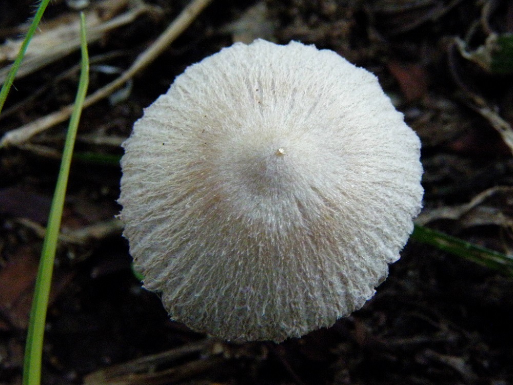 Этот гриб был найден в парке в городе Ашдод среди травы.  Автор фото: Александр Гибхин