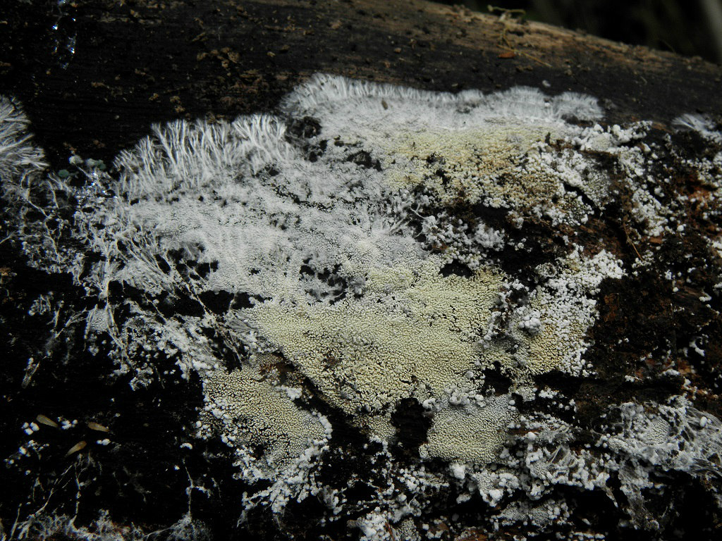 Грибы найдены в эвкалиптовом лесу на валеже. Автор фото: Александр Гибхин