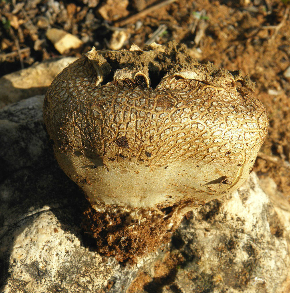 Грибы найдены в Тель-Авивском ботаническом саду. Автор фото: Александр Гибхин