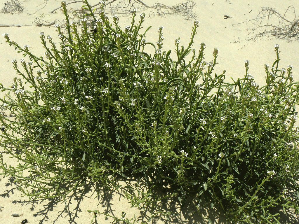 Растение встречается на побережье Средиземного моря, в песчаных дюнах. Автор фото: Александр Гибхин