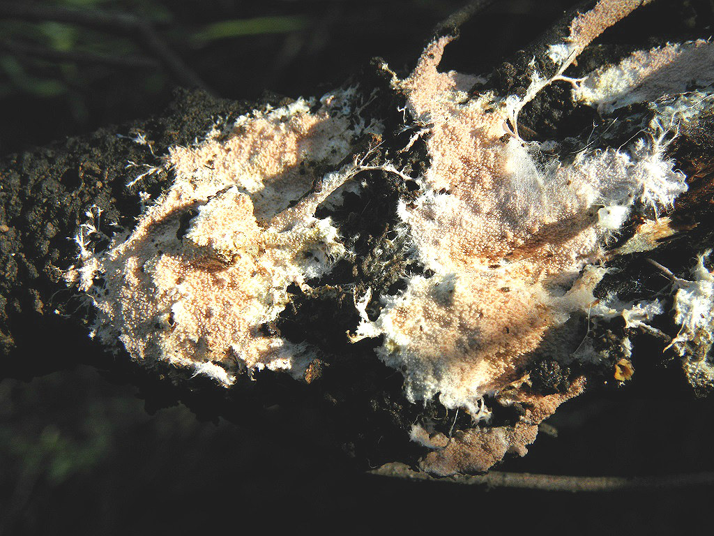 Стекхеринум бахромчатый (Steccherinum fimbriatum)Грибы были встречены на разных лиственных деревях на севере и в центре Израиля. Автор фото: Александр Гибхин