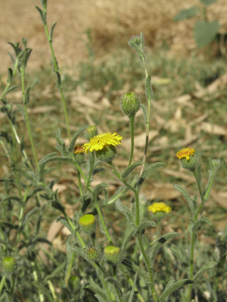 Растения найдены не далеко от города Ашдод. В апреле на дне пересыхающей речки Лахиш. Автор фото: Александр Гибхин