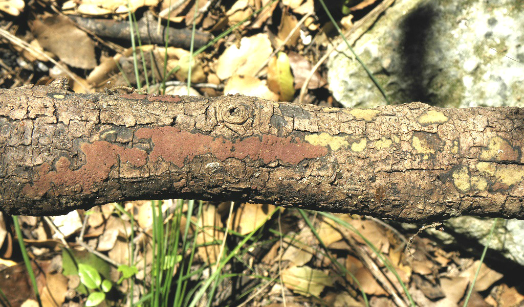 Грибы найдены в дубовом лесу в марте не далеко от населённого пункта Зихрон-Яаков. Автор фото: Александр Гибхин