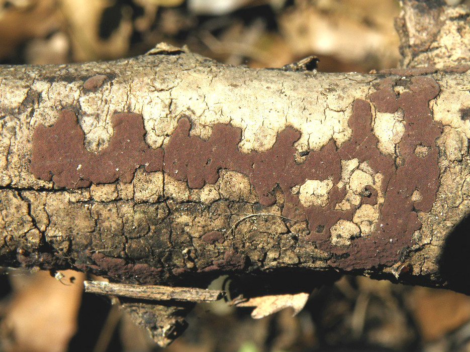 Грибы найдены в дубовом лесу в марте не далеко от населённого пункта Зихрон-Яаков. Автор фото: Александр Гибхин