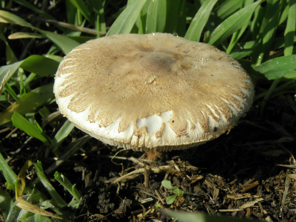 Гриб-зонтик белый (Macrolepiota excoriata)Этот вид грибов растёт на  лугах, в районах выпаса коров, в густой траве. Автор фото: Александр Гибхин