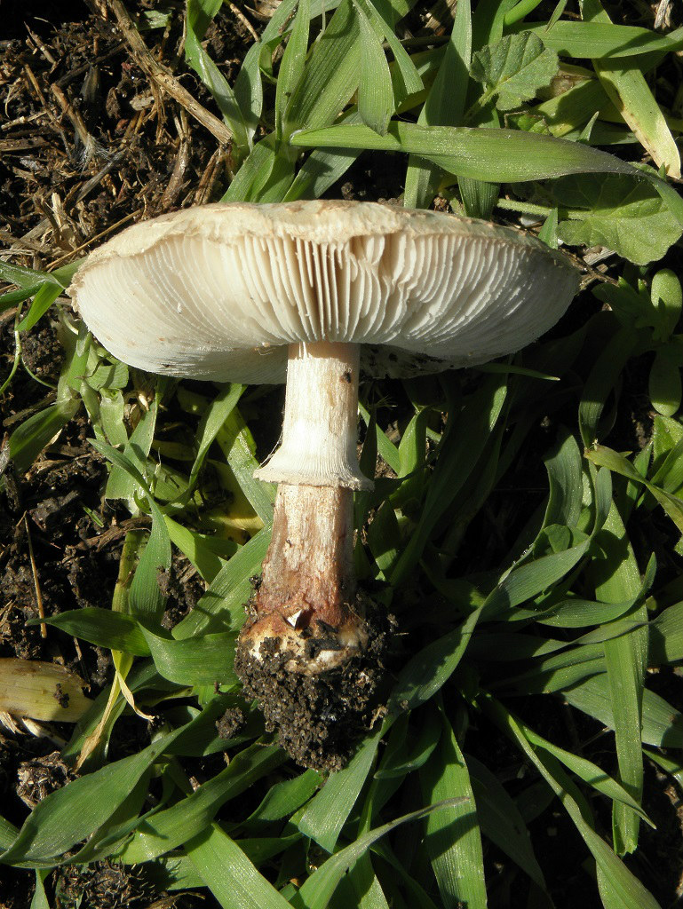 Гриб-зонтик белый (Macrolepiota excoriata)Этот вид грибов растёт на  лугах, в районах выпаса коров, в густой траве. Автор фото: Александр Гибхин
