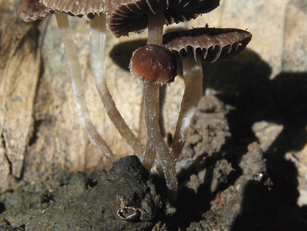 Грибы найдены на цитрусовой плантации, рядом с городом Ашдод. Этот вид любит тяжёлые, обогащённые почвы. Автор фото: Александр Гибхин