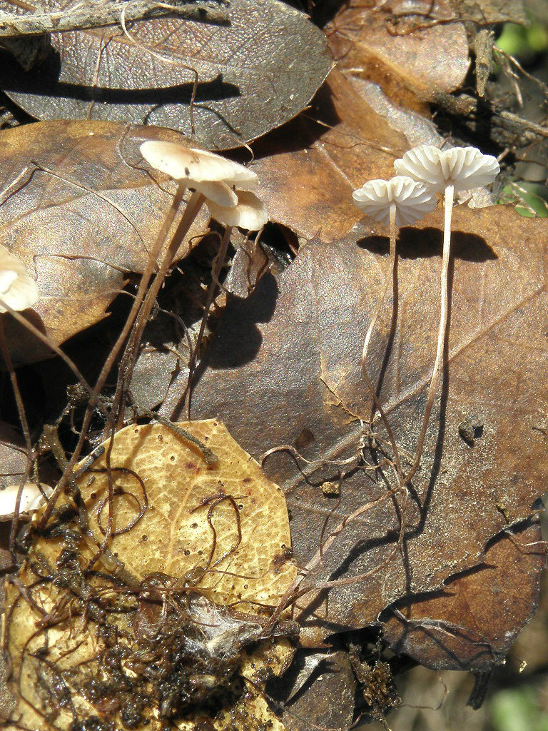 Грибы найдены на горе Кармель под дубами. Росли на дубовом опаде. Ноябрь. 2018. Автор фото: Александр Гибхин