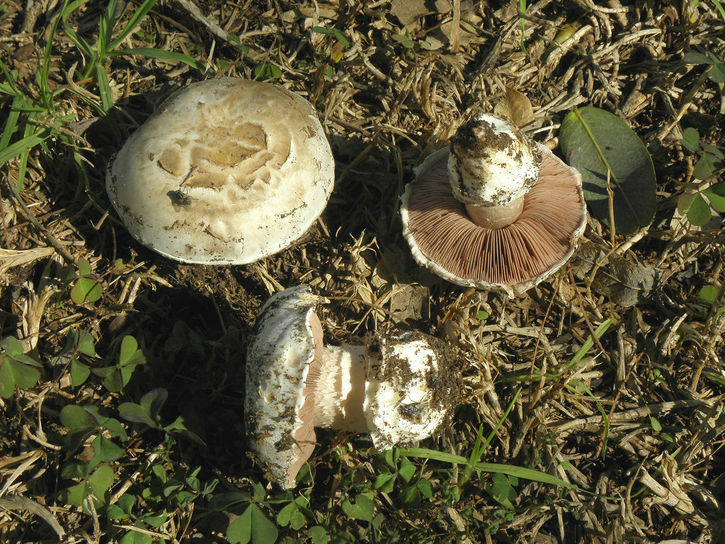 Agaricus bernardiiformisЭти грибы можно найти в парках и садах центральной части Израиля в октябре- ноябре месяце каждый год. Это один из видов Шампиньонов, которые совсем не меняют цвет при разрезании. Так же не имеют какого-то определённого запаха. Автор фото: Александр Гибхин