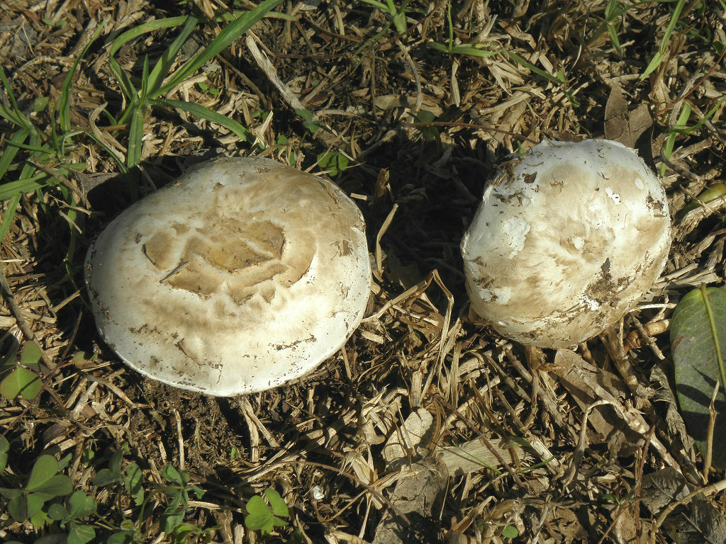 Эти грибы можно найти в парках и садах центральной части Израиля в октябре- ноябре месяце каждый год. Это один из видов Шампиньонов, которые совсем не меняют цвет при разрезании. Так же не имеют какого-то определённого запаха. Автор фото: Александр Гибхин
