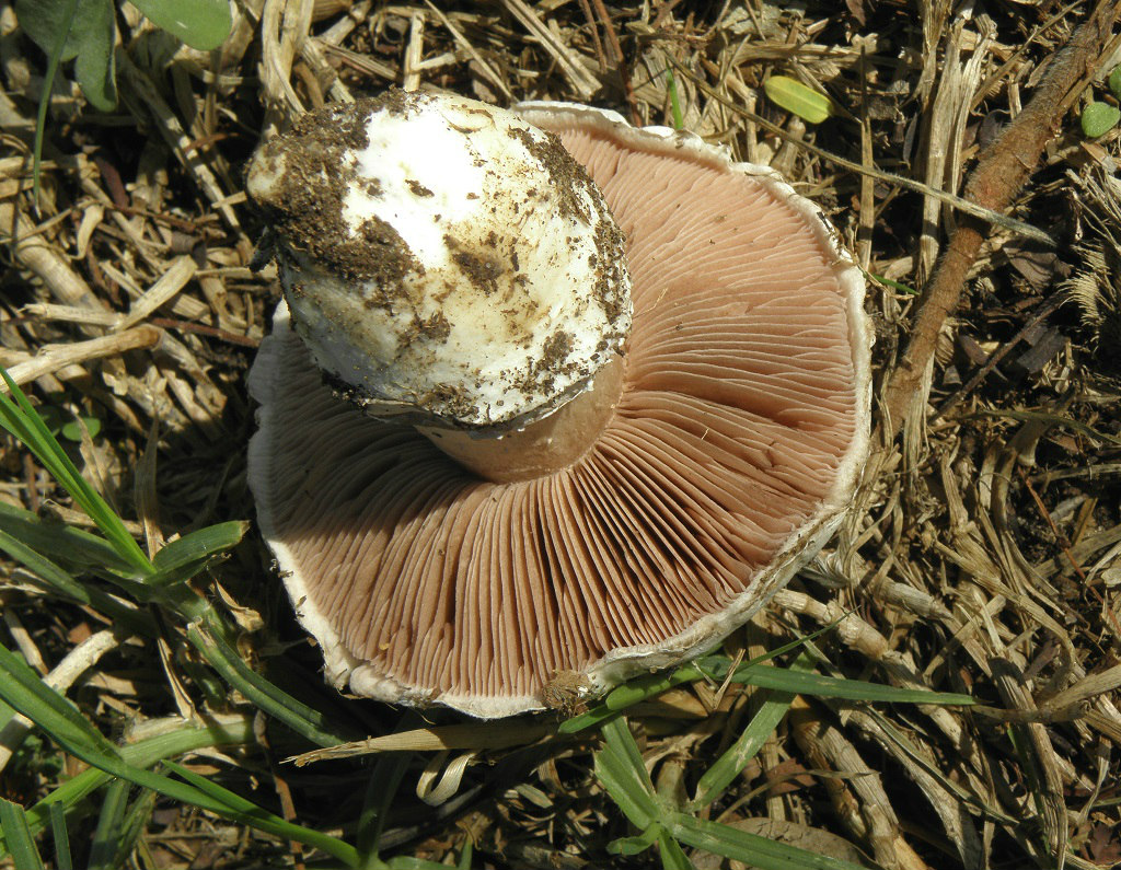 Agaricus bernardiiformisЭти грибы можно найти в парках и садах центральной части Израиля в октябре- ноябре месяце каждый год. Это один из видов Шампиньонов, которые совсем не меняют цвет при разрезании. Так же не имеют какого-то определённого запаха. Автор фото: Александр Гибхин