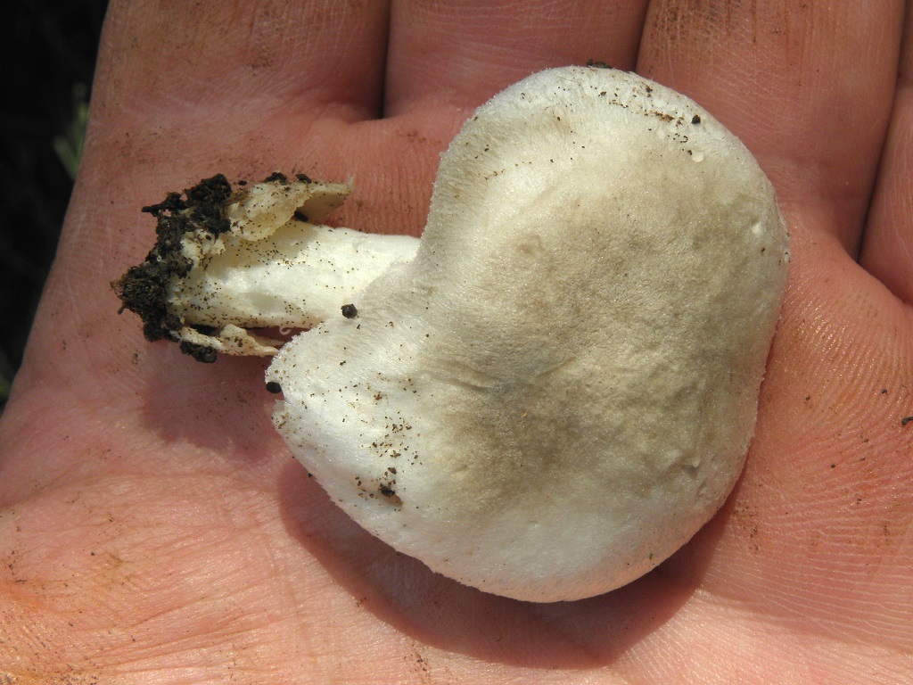 Этот вид грибов в больших количествах можно найти в сезон дождей в лесопарке «Бен шемен», не далеко от города Модеин, в кипарисовых посадках. Автор фото: Александр Гибхин