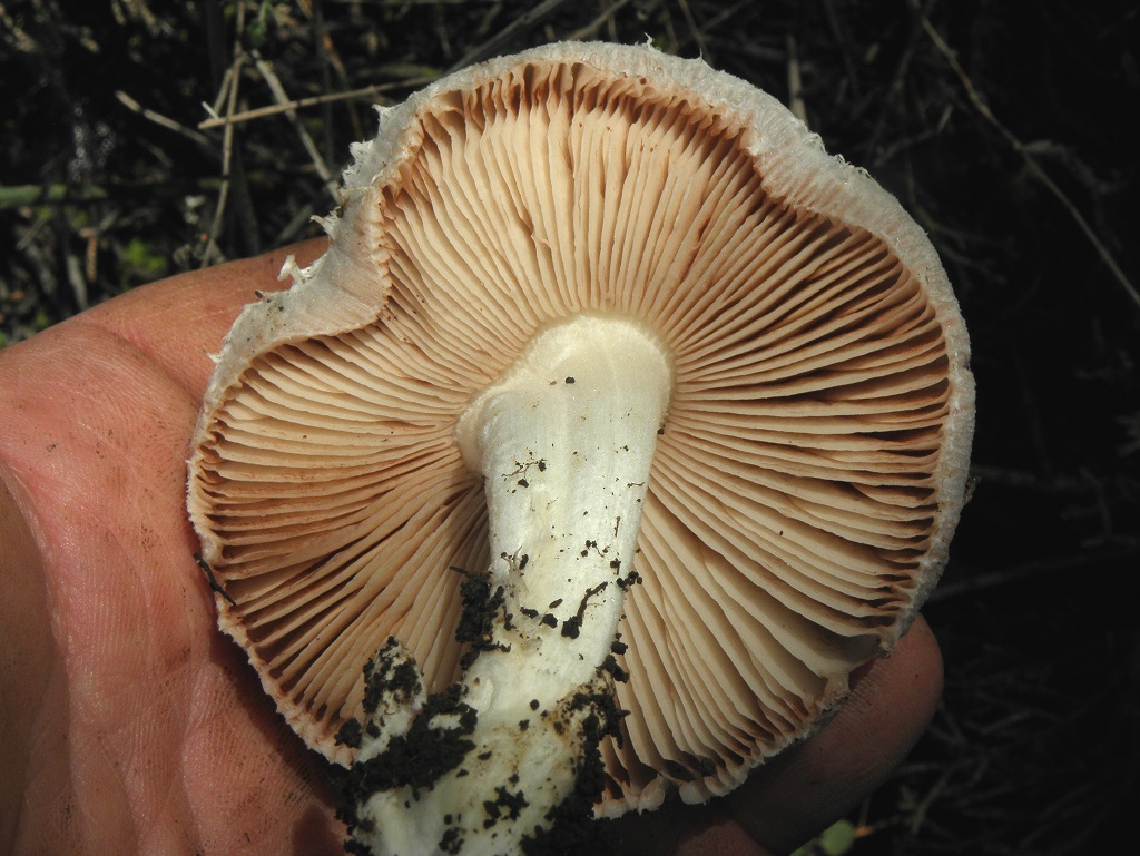 Этот вид грибов в больших количествах можно найти в сезон дождей в лесопарке «Бен шемен», не далеко от города Модеин, в кипарисовых посадках. Автор фото: Александр Гибхин