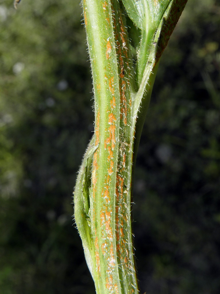 Coleosporium campanulae-rapunculoides Автор: Александр Гибхин