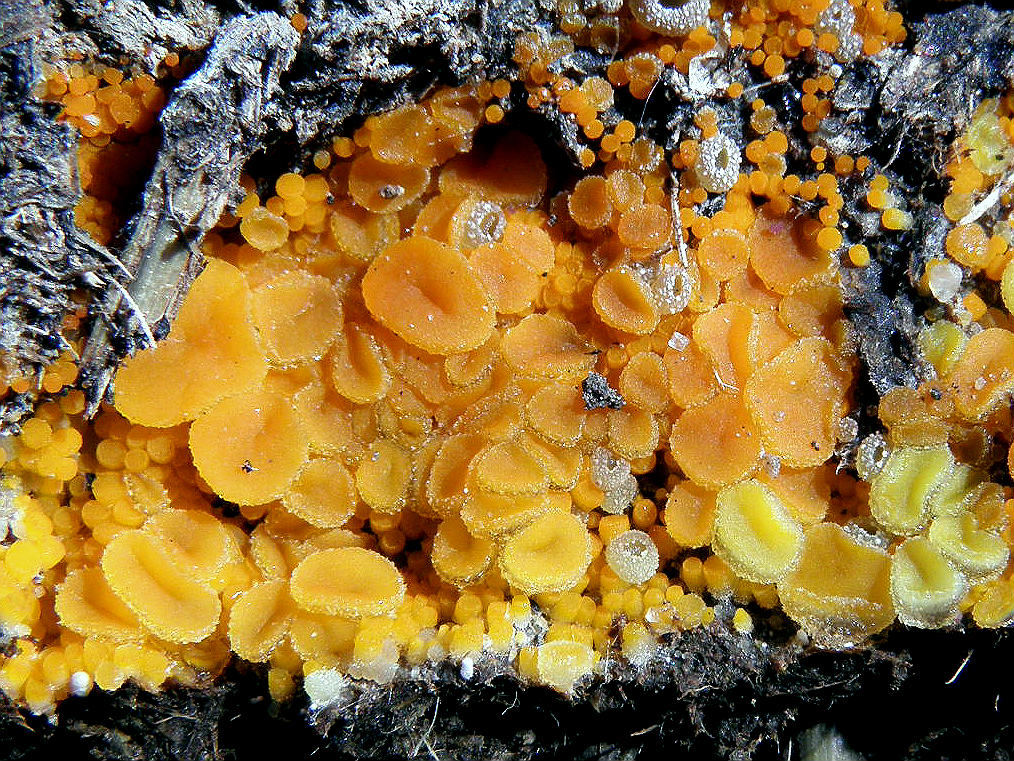 Грибы найдены в декабре на лугу рядом с городом Ашдод на коровьем навозе. Cheilymenia raripila более мелкие жёлтые грибы на фотографии. Автор фото: Александр Гибхин