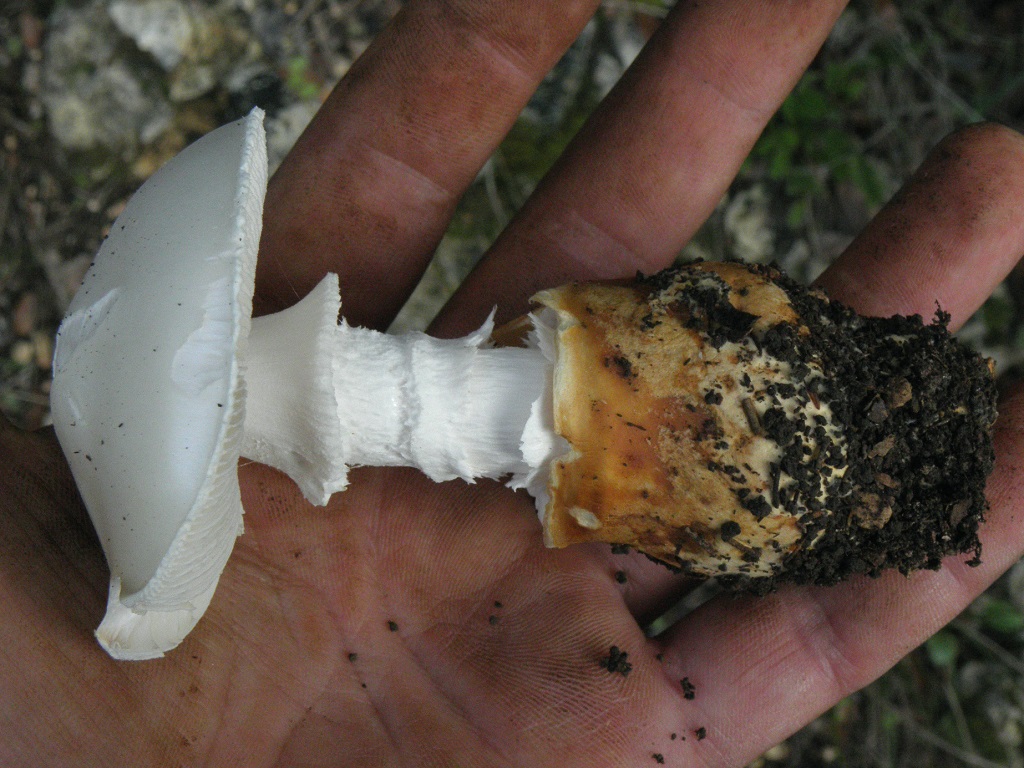 Грибы росли на горе Кармель под соснами. Смертельно ядовитый гриб. Неопытные грибники путали эти грибы с растущими рядом съедобными молодыми Мухоморами яйцевидными. По этой причине было несколько смертельных случаев. Amanita proxima мельче Мухомора яйцевидного (Amanita ovoidea). Так же необходимо смотреть на цвет вольвы грибов. У Мухоморов яйцевидных вольва всегда белого цвета. У Amanita proxima вольва бывает жёлтого, оранжевого и коричневого цвета. Так же у Amanita proxima нет свисающих хлопьев по краям шляпки, как у Мухомора яйцевидного.
Если вы не уверены в видовой принадлежности гриба, то не стоит его брать! Автор фото: Александр Гибхин