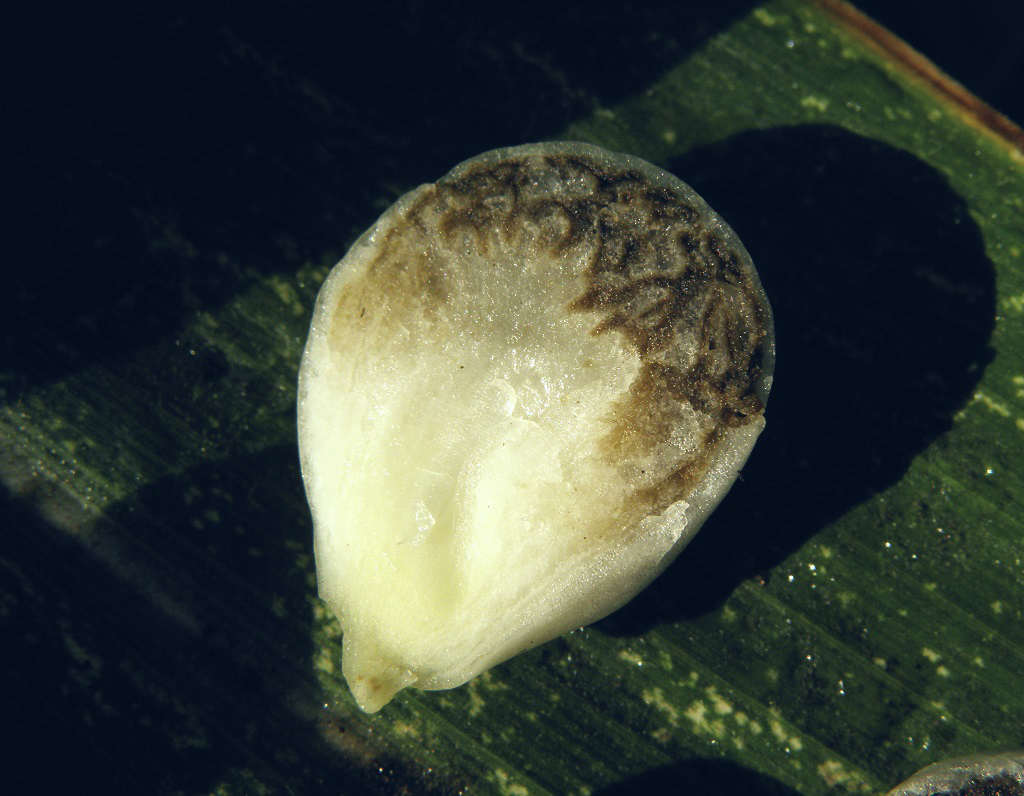 Паразитирует на кукурузных початках. Съедобный гриб. Эти грибы так же называют кукурузным трюфелем или уитлакоче. Автор фото: Александр Гибхин