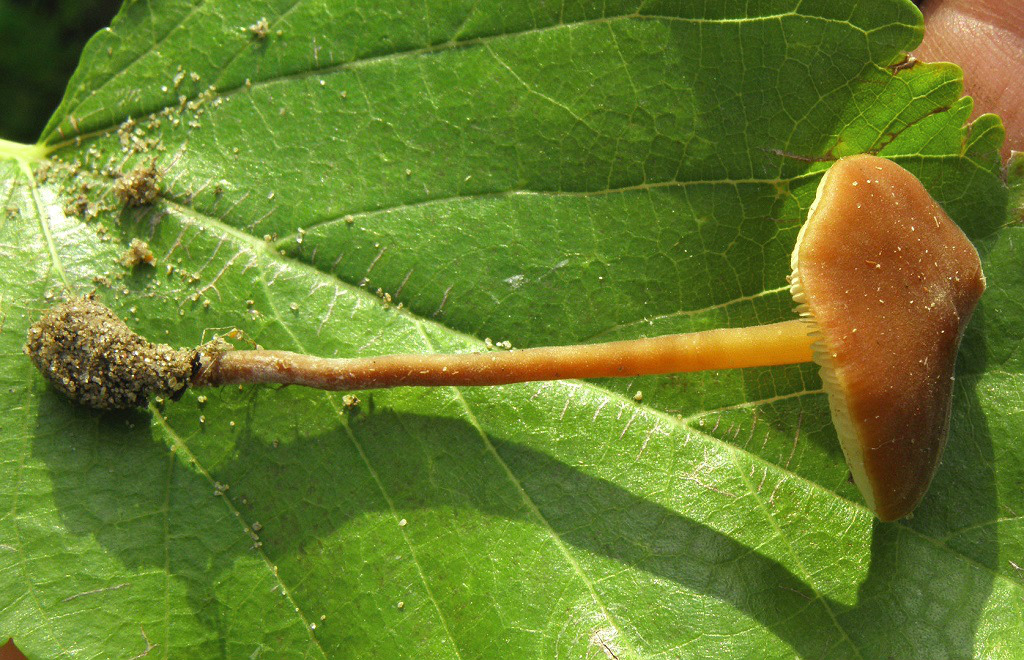 Macrocystidia cucumisВ районе моего проживания распространён подвид Macrocystidia cucumis var. latifolia. Отличается меньшими по размеру шляпками ораньжевого цвета и  немного более крупными спорами. Грибы встречаются на  лугах, в лиственных и хвойных пролесках. Автор фото: Александр Гибхин