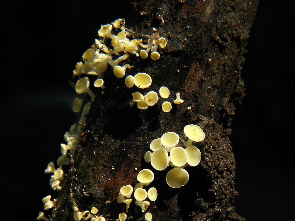 Лахнум карликовый (Lachnum pygmaeum) Автор: Александр Гибхин