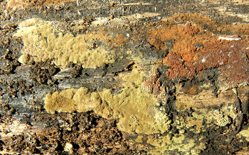 Грибы найдены на валеже Акации ивовой рядом с городом Ашдод и так же на горе Кармель. Апрель 2019 г. Автор фото: Александр Гибхин