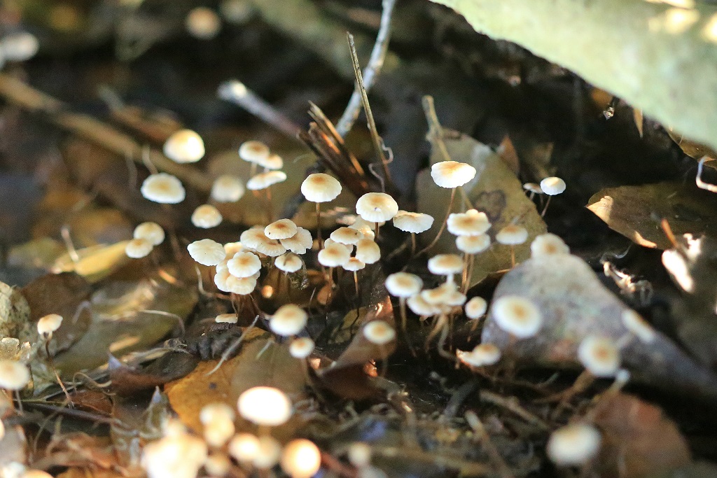 Грибы найдены на горе Кармель под дубами. Росли на дубовом опаде. Ноябрь. 2018. Автор фото: Александр Гибхин