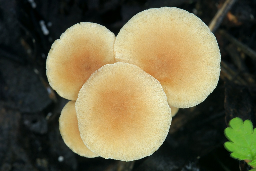 Не крупные грибы, найдены возле города Ашдод. Создают микоризу с Ziziphus spina-christi. Автор фото: Александр Гибхин