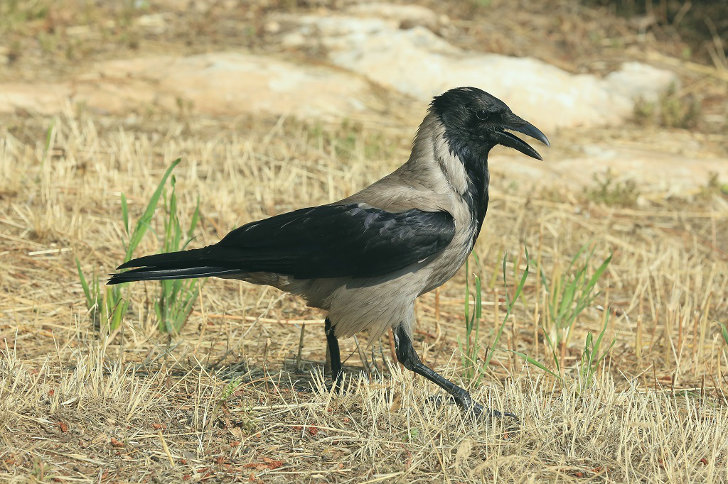 Серая ворона (Corvus cornix). Автор фото: Александр Гибхин