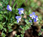 c:синие или голубые,s:травянистые,d:в Израиле,лепестков 4,околоцветник актиноморфный