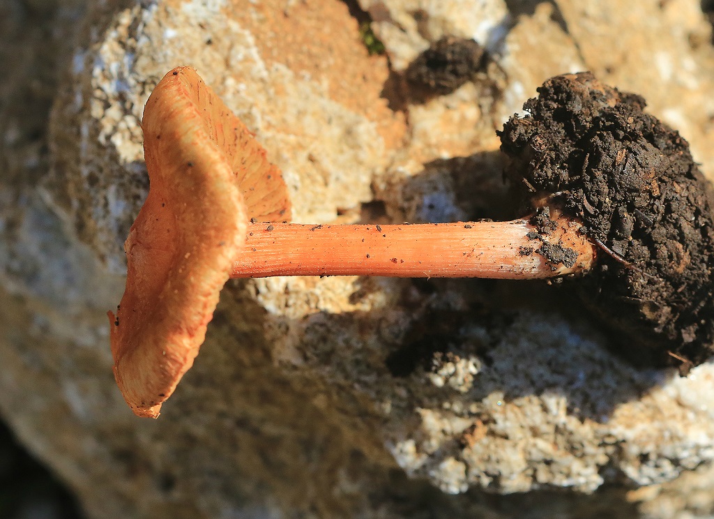 Грибы найдены в районе горы Кармель в смешанном лесу под лавром. Январь. 2018. Автор фото: Александр Гибхин