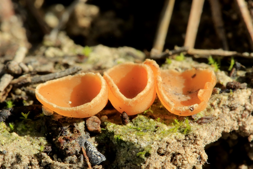 Эти грибы встречаются редко в хвойных лесах Израиля. Конец января 2019 г. Автор фото: Александр Гибхин