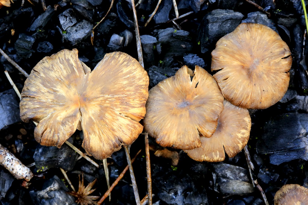 Грибы найдены на горе Кармель, в районе сгоревшего соснового леса. Февраль 2019 год. Автор фото: Александр Гибхин