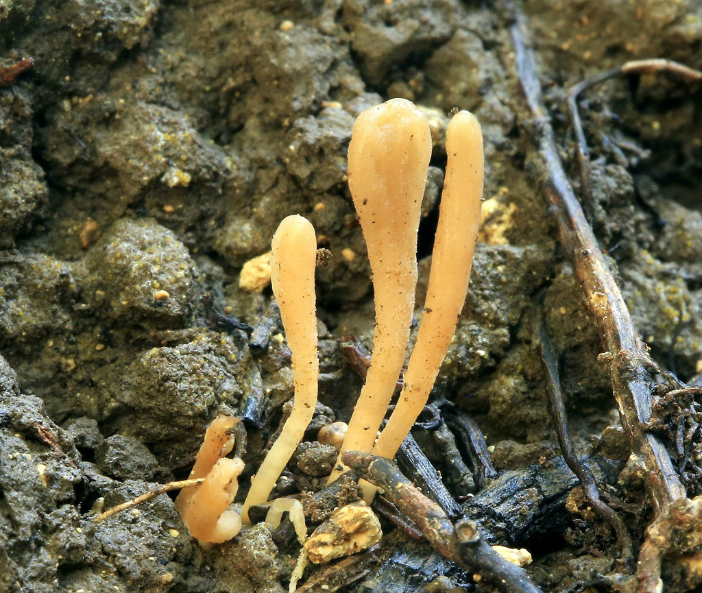Клавария бледно-бурая (Clavaria argillacea). Автор: Александр Гибхин