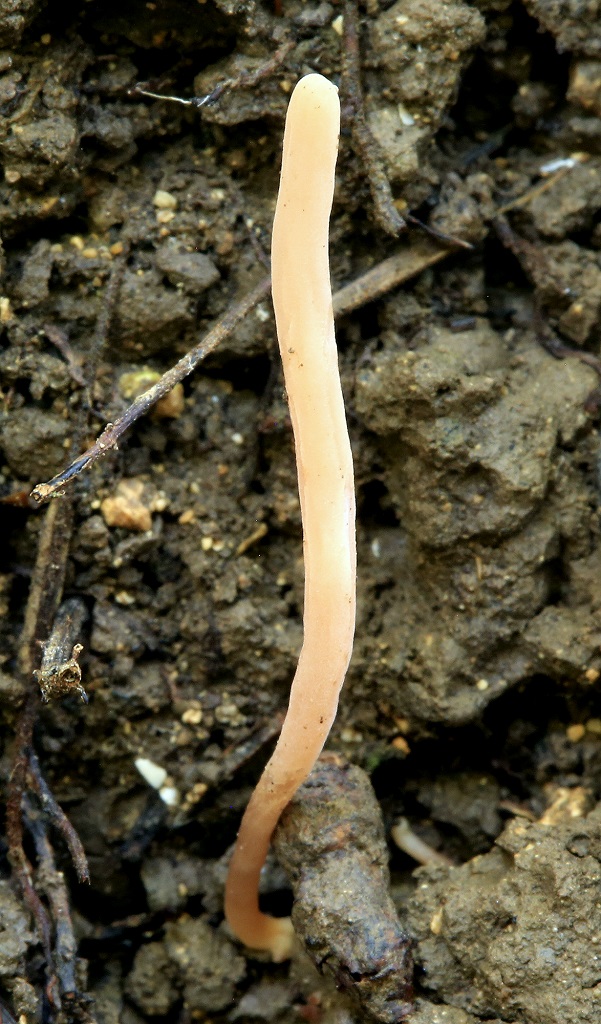 Клавария бледно-бурая (Clavaria argillacea) Автор: Александр Гибхин