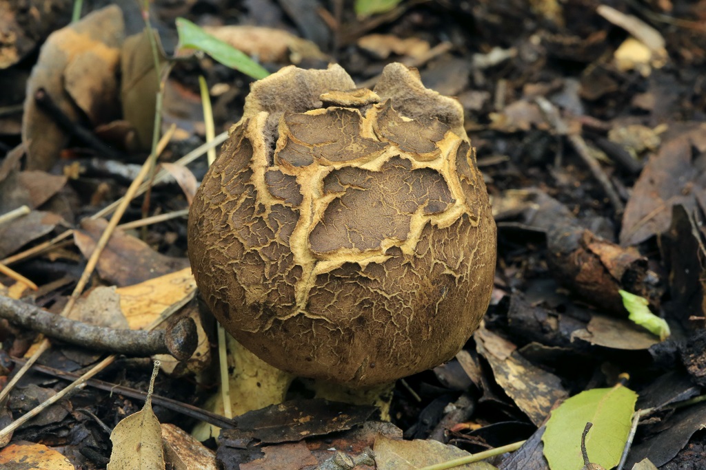 Часто встречаемый в дубовых лесах вид. Грибы найдены на горе Кармель. Январь 2019 г. Автор фото: Александр Гибхин