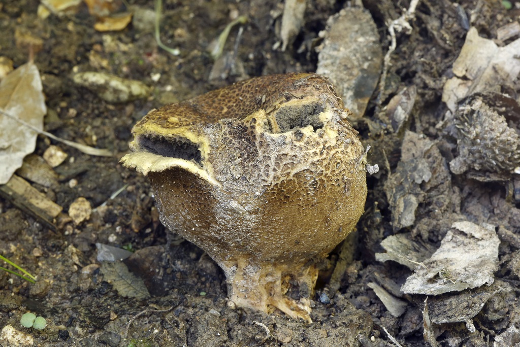 Часто встречаемый в дубовых лесах вид. Грибы найдены на горе Кармель. Январь 2019 г. Автор фото: Александр Гибхин