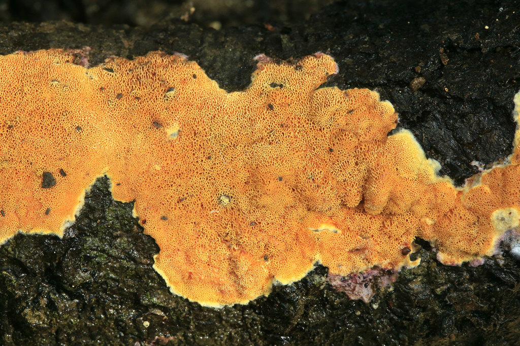 Гапалопилус <span class=wiki>оранжевый</span> (Hapalopilus aurantiacus) Автор фото: Александр Гибхин