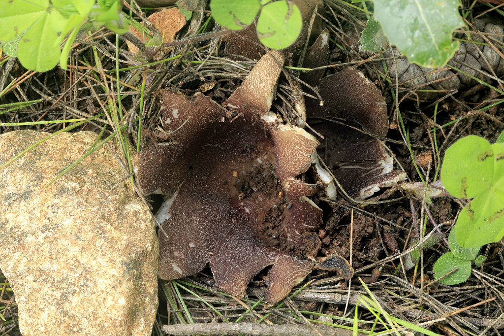 Грибы найдены в сосново-дубовом лесу на горе Кармель. Март. 2019. Автор фото: Александр Гибхин