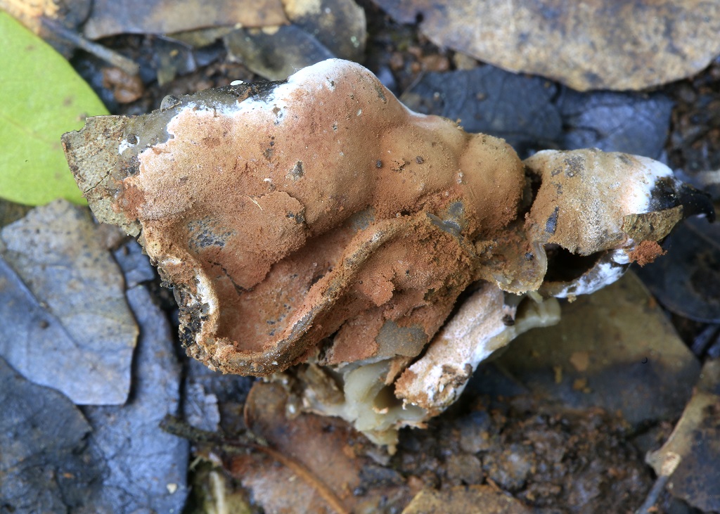 Микопаразит. Паразитирует на грибах рода Helvella. Грибы найдены на горе Кармель. Февраль 2019 г. Автор фото: Александр Гибхин