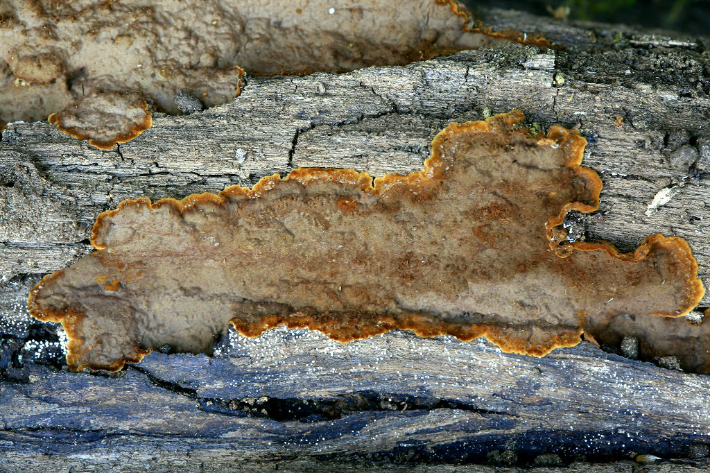 Пунктулярия щетинисто-опоясанная (Punctularia strigosozonata)Грибы найдены на горе Кармель на валеже дуба. Март 2019 г. Автор фото: Александр Гибхин