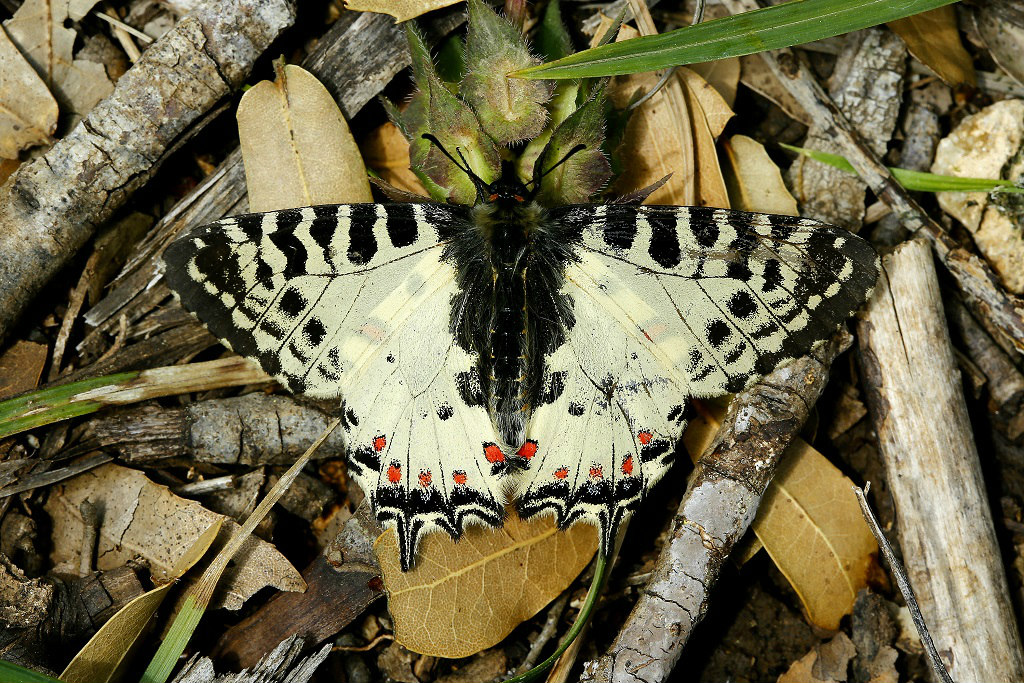 Красивая редкая бабочка. Обитает на севере Израиля. Её можно увидеть весной и летом. Автор фото: Александр Гибхин