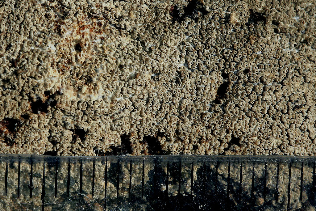 Грибы найдены на горе Кармель, на дне пересохшего ручья, на очень трухлявом, насыщенном влагой дубовом бревне. Первая находка этого вида в Израиле. Середина апреля 2019 г. Автор фото: Александр Гибхин
