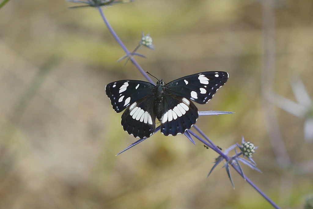 Бабочки сфотографированы в лесу на горе Кармель. Июнь 2019 г. Автор фото: Александр Гибхин