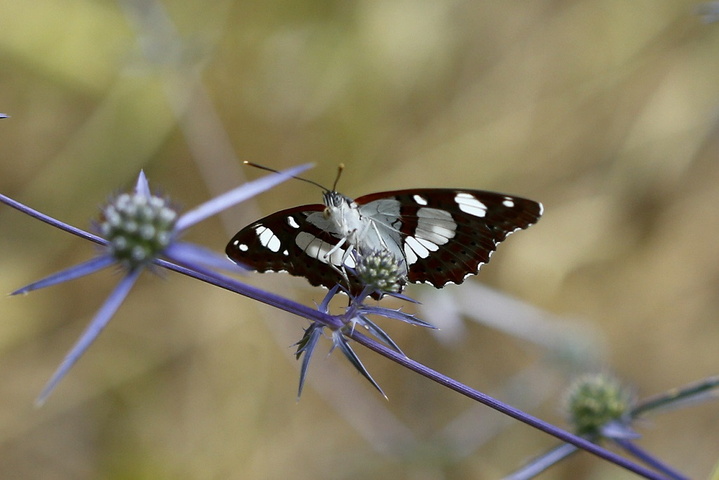 Бабочки сфотографированы в лесу на горе Кармель. Июнь 2019 г. Автор фото: Александр Гибхин