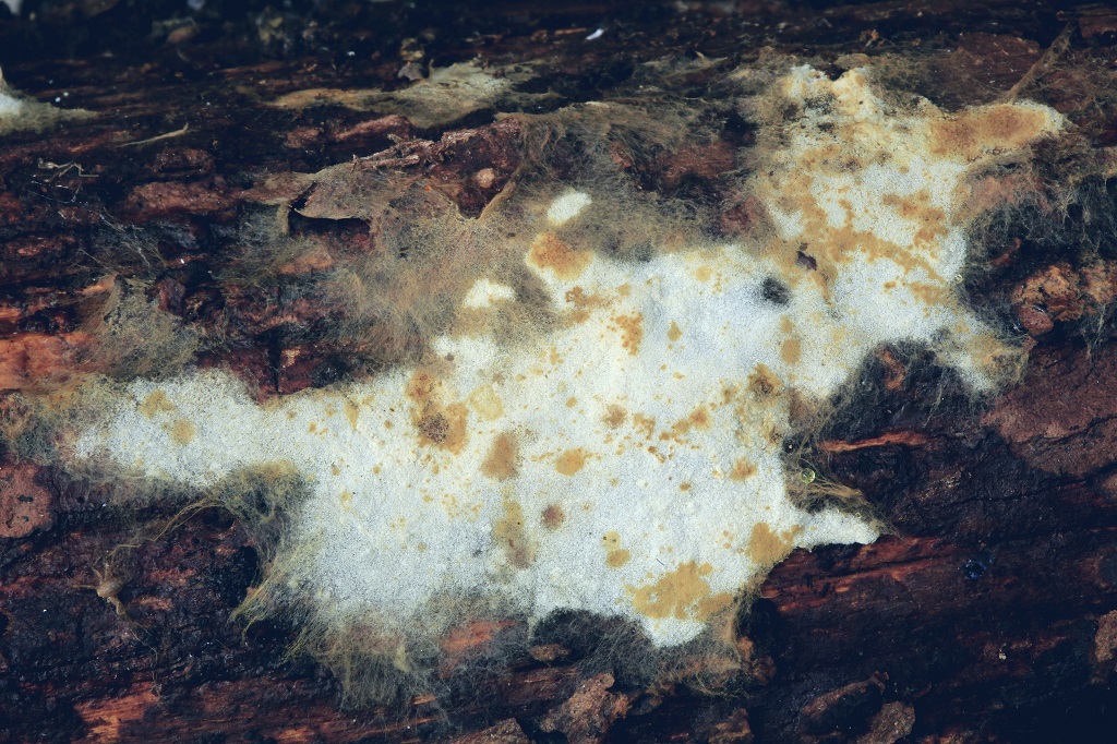 Грибы найдены на горе Кармель на валежной сосне. Специфического запаха не имеет, легко отделяется от субстрата в виде тонкой, легко рвущейся плёнки. Январь 2020 года. Автор фото: Александр Гибхин